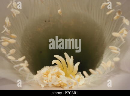 Fiore di Cactus isolatet e zoom Foto Stock