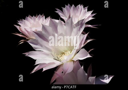 Fiore di Cactus isolatet e zoom Foto Stock