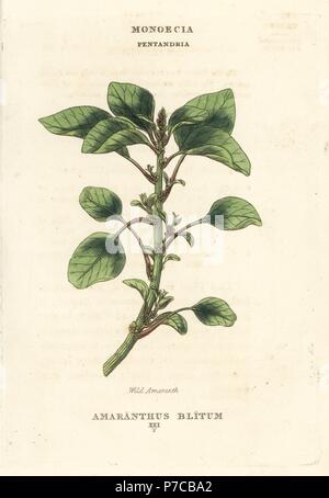 Wild o viola amaranto, Amaranthus blitum. Handcolored incisione su rame dopo una illustrazione di Richard Duppa dalla sua le classi e gli ordini del sistema Linnaean di botanica, Longman, Hurst, Londra, 1816. Foto Stock