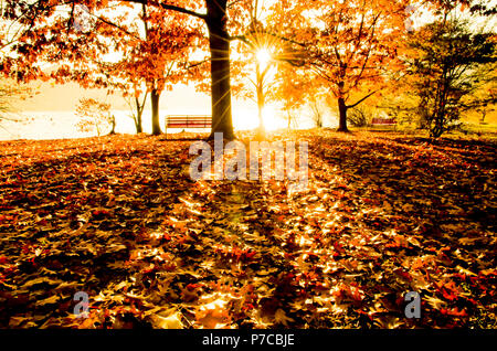 Autunno alberi e una panca sul fronte acqua con luce solare in Svizzera. Foto Stock