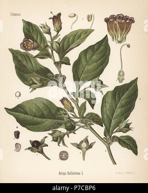 Belladonna o belladonna Atropa belladonna. Chromolithograph dopo una illustrazione botanica da Walther Muller da Hermann Adolph della Koehler piante medicinali, edito da Gustav Pabst, Koehler, Germania, 1887. Foto Stock