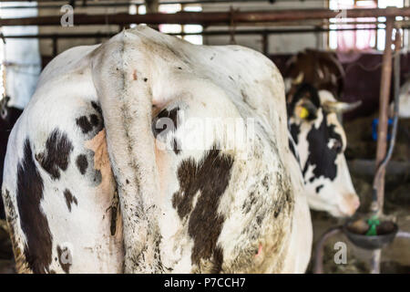 Un abbonamento a Motley, nero-e-bianco mucca rappresenta nel granaio. Il retro della mucca e la sua coda. Legata a una catena. Rural dairy farm in Europa. Foto Stock