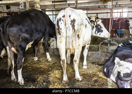 Il motley, in bianco e nero di mucche di stand e giacciono sul pavimento nella stalla. Il letame e paglia, fertilizzante buono sul campo.Rural dairy farm in Europa. Foto Stock