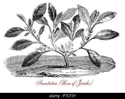 Vintage incisione botanico di Anastatica o senape bianca fiore, comune chiamato rosa di Gerico, con piccoli fiori bianchi. Cresce nelle desertiche e delle zone aride in Nord Africa e Medio Oriente il curling in una sfera di tenuta, la distensione nelle stagioni di pioggia. Foto Stock