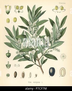 Oliva, Olea europaea. Chromolithograph dopo una illustrazione botanica da Hermann Adolph della Koehler piante medicinali, edito da Gustav Pabst, Koehler, Germania, 1887. Foto Stock