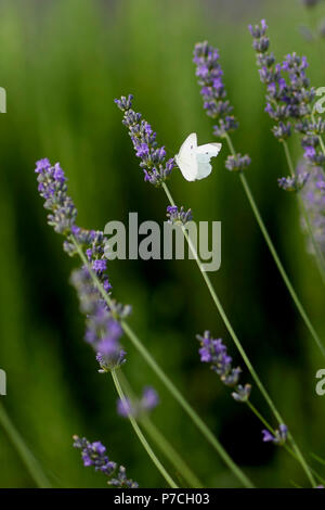 Farfalla sulla Lavanda Foto Stock