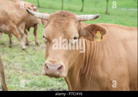 Limpurg bovini, Schwaebisch Hall, Hohenlohe regione, Baden-Wuerttemberg, Heilbronn-Franconia, Germania Foto Stock