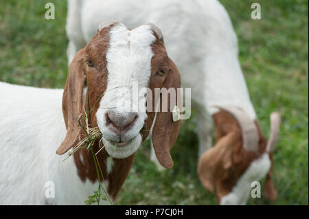 Boer capra, Hohenlohe regione, Baden-Wuerttemberg, Germania Foto Stock