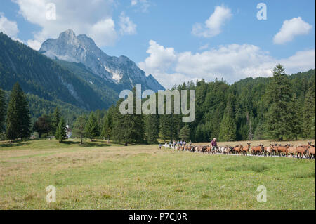 Gregge di capre lautersee, mittenwald, montagne del Wetterstein, montagne Karwendel, Garmisch - Partenkirchen, werdenfelser land, Alta Baviera, alpi, Baviera, Germania Foto Stock