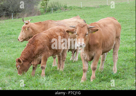 Limpurg bovini, Schwaebisch Hall, Hohenlohe regione, Baden-Wuerttemberg, Heilbronn-Franconia, Germania Foto Stock