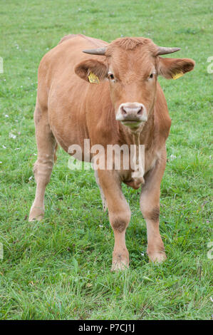 Limpurg bovini, Schwaebisch Hall, Hohenlohe regione, Baden-Wuerttemberg, Heilbronn-Franconia, Germania Foto Stock