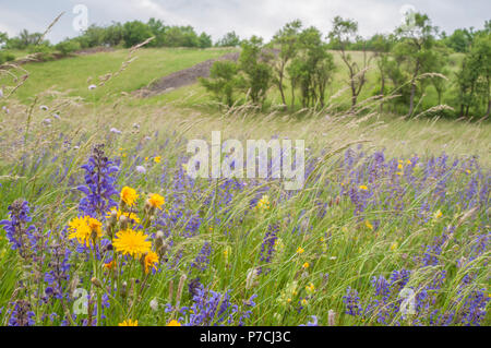 Prato e stone bar, kuenzelsau, kocher valley, Hohenlohe regione, Baden-Wuerttemberg, Heilbronn-Franconia, Germania, K³nzelsau Foto Stock