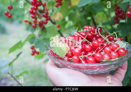 Ribes rosso, Baden-Wuerttemberg, Germania (ribes rubrum) Foto Stock