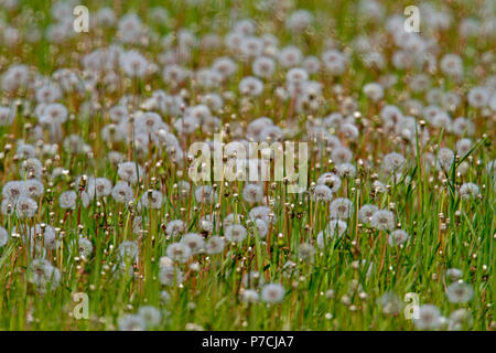 Comune, Tarassaco (Taraxacum officinale) Foto Stock