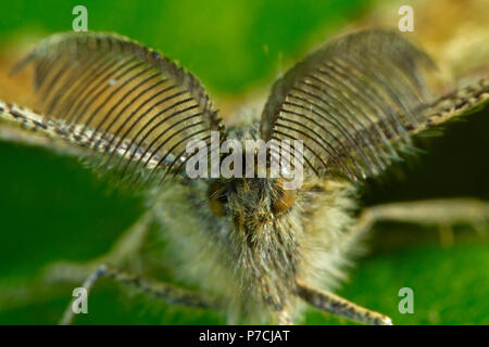 Comune di heath, maschio, (Ematurga atomaria) Foto Stock