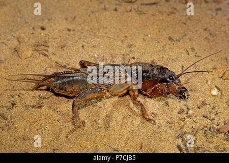 Unione mole cricket, (Gryllotalpa gryllotalpa) Foto Stock