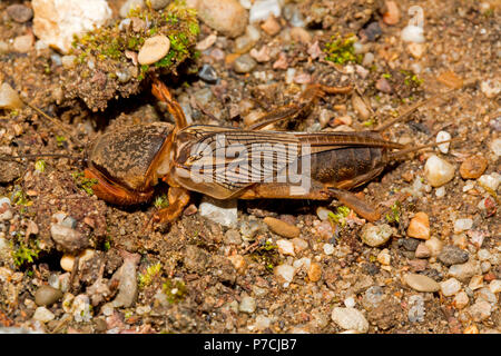 Unione mole cricket, (Gryllotalpa gryllotalpa) Foto Stock