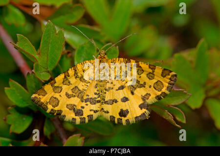 Chiazzato di giallo, (Pseudopanthera macularia) Foto Stock