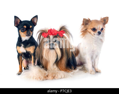 Di razza Shih Tzu e chihuahuas davanti a uno sfondo bianco Foto Stock