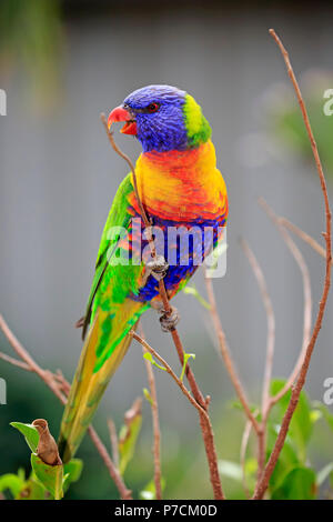 Rainbow Lorikeet, adulti sul ramo chiamando, Cuddly Creek, South Australia, Australia (Trichoglossus haematodus) Foto Stock