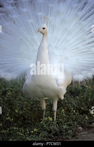 Peafowl indiano, Albino, maschio adulto corteggiamento, Cuddly Creek, South Australia, Australia (Pavo cristatus) Foto Stock