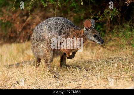 Tammar Wallaby, Dama-Wallaby, adulto, Kangaroo Island, South Australia, Australia (Macropus eugenii) Foto Stock