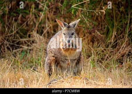Tammar Wallaby, Dama-Wallaby, adulto Alimentazione, Kangaroo Island, South Australia, Australia (Macropus eugenii) Foto Stock