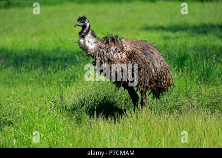 L'Uem, adulto, Mount Lofty, South Australia, Australia (Dromaius novaehollandiae) Foto Stock