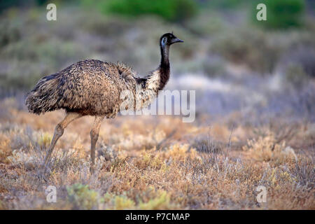 L'Uem, adulto, Sturt Nationalpark, Nuovo Galles del Sud, Australia, (Dromaius novaehollandiae) Foto Stock