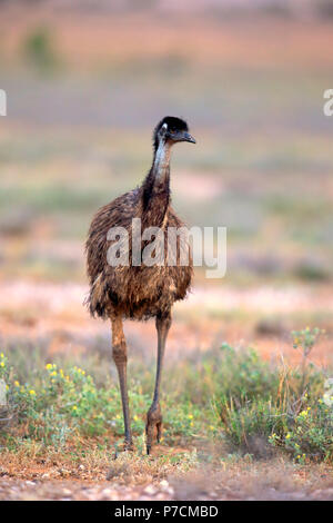 L'Uem, Sturt Nationalpark, Nuovo Galles del Sud, Australia, (Dromaius novaehollandiae) Foto Stock