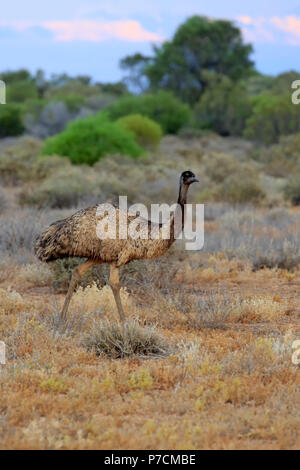 L'Uem, Sturt Nationalpark, Nuovo Galles del Sud, Australia, (Dromaius novaehollandiae) Foto Stock