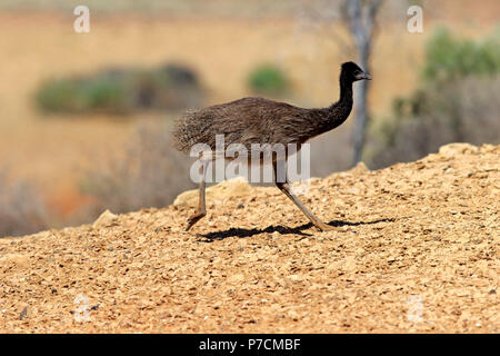 L'Uem, giovani a piedi, Sturt Nationalpark, Nuovo Galles del Sud, Australia, (Dromaius novaehollandiae) Foto Stock