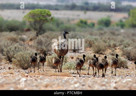 L'Uem, adulti con youngs passeggiate, Sturt Nationalpark, Nuovo Galles del Sud, Australia, (Dromaius novaehollandiae) Foto Stock