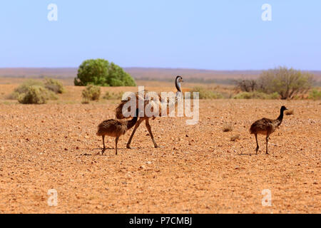 L'Uem, adulti con youngs passeggiate, Sturt Nationalpark, Nuovo Galles del Sud, Australia, (Dromaius novaehollandiae) Foto Stock