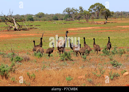 L'Uem, adulti con youngs passeggiate, famiglia, gruppo Sturt Nationalpark, Nuovo Galles del Sud, Australia, (Dromaius novaehollandiae) Foto Stock