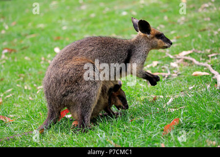 Agile Wallaby, femmina con Joey nella sacca di alimentazione, Cuddly Creek, South Australia, Australia (Macropus agilis) Foto Stock