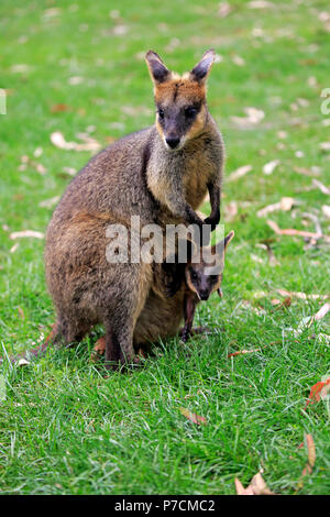 Agile Wallaby, femmina con Joey nella sacca, Cuddly Creek, South Australia, Australia (Macropus agilis) Foto Stock