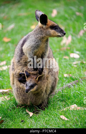 Agile Wallaby, femmina con Joey nella sacca, Cuddly Creek, South Australia, Australia (Macropus agilis) Foto Stock