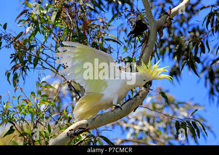 Zolfo-crested Cockatoo, adulti su albero chiamando, Murramarang National Park, Sud Australia, Australia (Cacatua galerita) Foto Stock