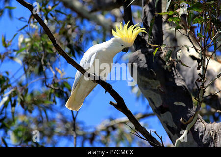 Zolfo-crested Cockatoo, adulto su albero, Murramarang National Park, Sud Australia, Australia (Cacatua galerita) Foto Stock