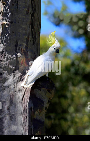 Zolfo-crested Cockatoo, adulto su albero, Murramarang National Park, Sud Australia, Australia (Cacatua galerita) Foto Stock