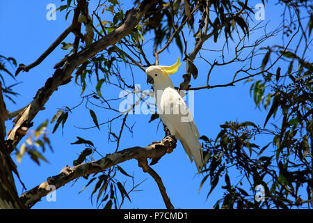 Zolfo-crested Cockatoo, adulto su albero, Murramarang National Park, Sud Australia, Australia (Cacatua galerita) Foto Stock