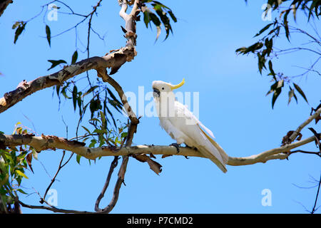 Zolfo-crested Cockatoo, adulto su albero, Murramarang National Park, Sud Australia, Australia (Cacatua galerita) Foto Stock