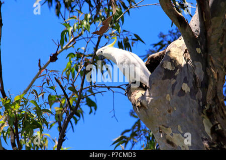 Zolfo-crested Cockatoo, adulti su albero di allevamento scavano, Murramarang National Park, Sud Australia, Australia (Cacatua galerita) Foto Stock