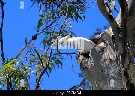 Zolfo-crested Cockatoo, adulti su albero di allevamento scavano, Murramarang National Park, Sud Australia, Australia (Cacatua galerita) Foto Stock