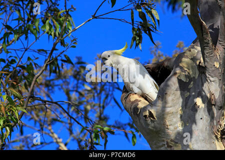 Zolfo-crested Cockatoo, adulti su albero di allevamento scavano, Murramarang National Park, Sud Australia, Australia (Cacatua galerita) Foto Stock