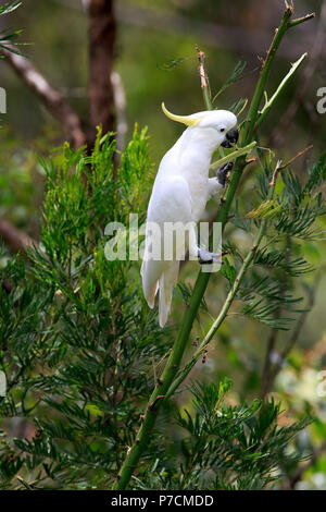 Zolfo-crested Cockatoo, adulti sul ramo peeling bush, Murramarang National Park, Sud Australia, Australia (Cacatua galerita) Foto Stock