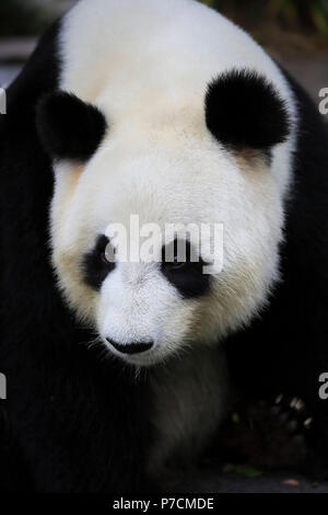 Panda gigante, adulti ritratto, Adelaide, Australia del Sud, Australia, (Ailuropoda melanoleuca) Foto Stock