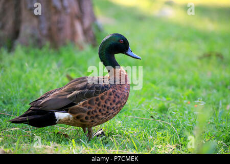 Chestnut Teal, maschio adulto, Murramarang National Park, New South Wales, Australia (Anas castanea) Foto Stock