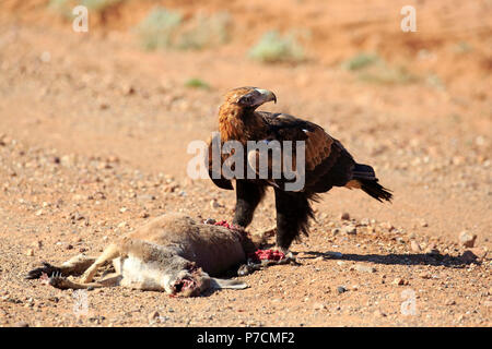 Wedge-Tailed Eagle, adulto in preda, Sturt Nationalpark, Nuovo Galles del Sud, Australia, (l'Aquila audax) Foto Stock